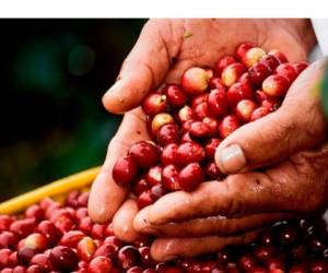 En la cosecha 2016/2017 el café dejó 1,327 millones de dólares a Honduras.
