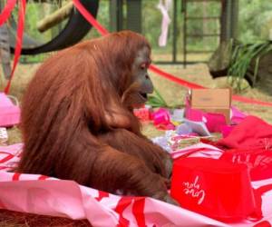 Sandra 'se ha ajustado maravillosamente a su vida en el santuario' y ha hecho amistad con Jethro, un orangután macho de 31 años, indicó Patti Ragan, directora del Centro de Grandes Simios en Wauchula, Florida. Foto: AP.
