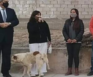 Muchos comenzaron a imaginar en las redes que el perro fue enviado por opositores de la alcaldesa o simplemente para rechazar el discurso político. Foto: Captura de video.