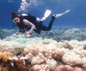 El aumento de las temperaturas en el mar está provocando el blanqueo de los corales de la gran barrera australiana.