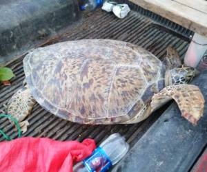 La tortuga era transportada en la paila de un carro. Foto: EL HERALDO