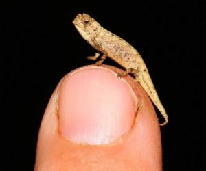 El reptil mide apenas unos 13,5 milímetros de ancho. FOTO: AP