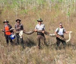 Los investigadores la encontraron al colocar transmisores de radio en pitones macho. (Foto: Big Cypress National Preserve)