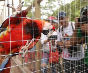 Con la liberación de ocho aves nacionales culminó con broche de oro el Guacamaya Fest 2019. Fotos Armando Morales