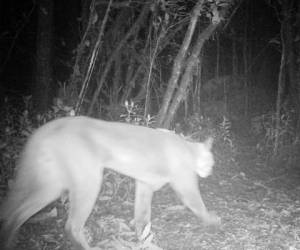 A través de las cámaras trampa, en 2015 la fundación descubrió el hallazgo de un puma, especie que se creía extinta del parque. Foto: Cortesía AmiTigra.