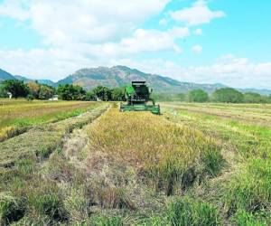 Los productores cuentan con el agua suficiente para empezar a sembrar el arroz en varios municipios del valle de Comayagua.