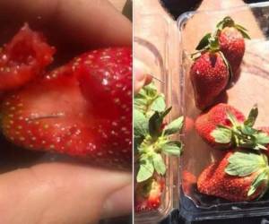 Varios usuarios han compartido en redes sociales las imágenes de ellos inspeccionando las fresas. Foto cortesía Facebook