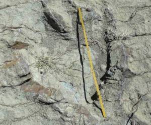 Para tener una idea de la talla del animal que dejó su rastro por el suelo de Wyoming, su fémur medía 2.07 metros. Foto: Agencia AFP