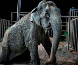 Ramba se une a otras dos elefantes asiáticas, Rana y Maia, también ex 'artistas' de circo. Foto: AFP