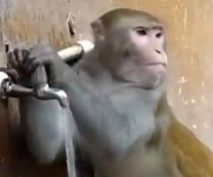 El primate se ha ganado los aplausos en las redes sociales. Foto: Captura de video.