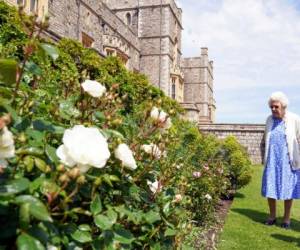 La Rosa Duque de Edimburgo, que se plantó en los jardines del Castillo de Windsor, fue considerado por la reina como “adorable” y considera que el tributo es un gesto “muy amable”.