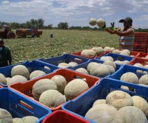 Los productos tradicionales predominan en la oferta exportable de bienes hondureños. (Foto: El Heraldo Honduras)