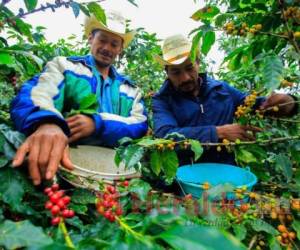 La compra de 7,628,978 quintales de café de 46 kilogramos ha significado un pago de 21,017 millones de lempiras a los productores. Foto: El Heraldo