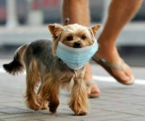 Este tipo de enfermedad o influenza tipo A puede encontrarse en animales como aves, patos, pollos, cerdos, ballenas, caballos, focas, perros o gatos. (Foto: AFP)