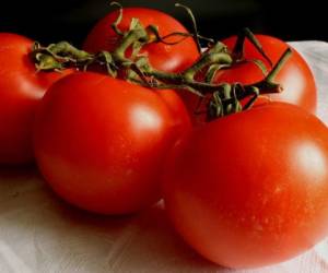 Los tomates almacenados solo uno o tres días a temperatura ambiente no perdieron las sustancias de su aroma.