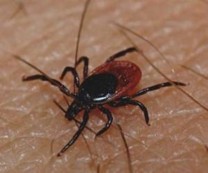 La garrapata de patas negras es la que transmite la enfermedad a humanos. Foto: Cortesía El Confidencial.