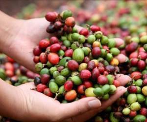 El café representa el 5% del PIB de Honduras y 35% del PIB agrícola con la producción en 15 departamentos.