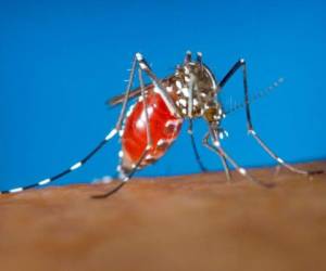 Los investigadores erradicaron mosquitos en dos islas pequeñas cerca de Guangzhou, China, una región plagada de fiebre del dengue. Foto: Agencia AP.