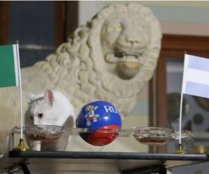 El gato Aquiles es el “oráculo” oficial del Mundial de Rusia 2018. Foto AP
