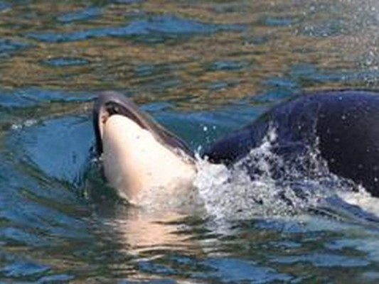 La ballena nadó por 17 días por el mar con su cría en la boca. Foto: Centro de Investigación de Ballenas de Estados Unidos.