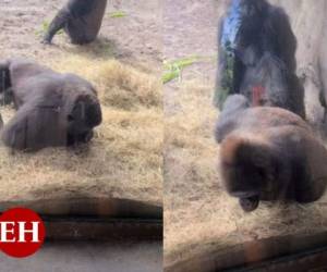 La divertida reacción de los gorilas se volvió viral en tan solo pocas horas de haberse difundido.