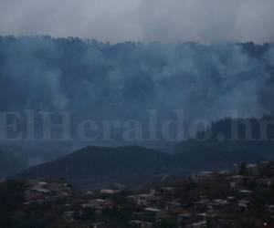 Troncos que fueron talados por el gorgojo fueron el combustible para que el incendio se propagara con fuerza. Foto: Johnny Magallanes / El Heraldo