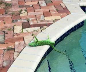 La temperatura es lo suficientemente fría para inmovilizar a las iguanas verdes. Foto AP