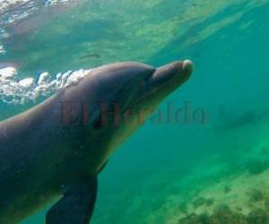 Imagen ilustrativa de un delfin en aguas hondureñas.