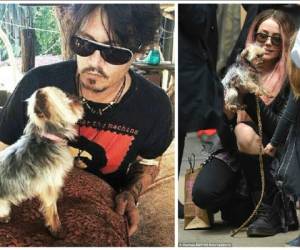 1. Johnny Depp y Amber Heard: Pistol y Boo son los dos perro que la pareja introdujo en su jet privado a Autralia, sin tomar en cuenta los permisos sanitarios del país, como consecuencia los amenazaron con sacrificar a los canes o encarcelar a sus dueños.