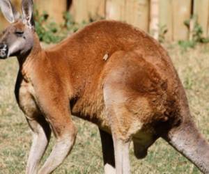 En Austria se necesita una autorización para poder poseer un canguro.