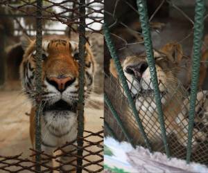 Pese a su majestuosidad y tratarse de especies exóticas, 10 tigres y 10 leones podrían ser sacrificados debido a la crisis que existe en el Zoológico Joya Grande.
