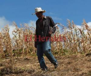 Los agricultores perdieron sus cultivos a causa de la sequía. Foto: Alex Pérez/EL HERALDO