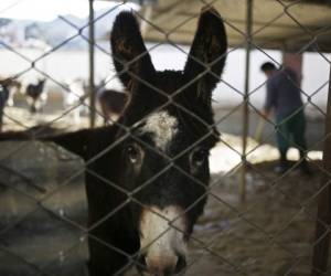 En tanto, el Inlasa de Bolivia comenzó a trabajar en febrero en un suero de asnos para enfermos de covid-19. Foto: AFP