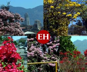 Durante marzo y abril el colorido de la naturaleza toma protagonismo con el abanico de colores. Fotos: Alex Pérez | EL HERALDO.