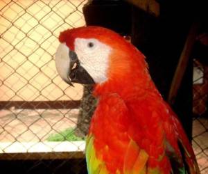 Se pretende ampliar en proyecto de nacimientos de aves en seis zonas de Honduras. Foto: Pixabay