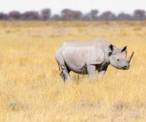 En marzo de 2018 se dio a conocer la trágica noticia de que había muerto el que era el último macho de rinoceronte blanco del norte, por lo que al no haber quien fecundara a las hembras la especie iba a desaparecer. Foto: Pixabay