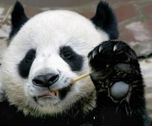 En esta foto de archivo tomada el 3 de septiembre de 2005, Chuang Chuang, un panda gigante prestado a Tailandia desde China, come bambú en el zoológico de Chiang Mai, en el norte de Tailandia.