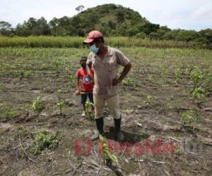 Todo el esfuerzo para poder tener comida el resto del año y parte del otro quedó en nada, las milpas de maíz y frijoles se perdieron, los agricultores y sus hijos ven con tristeza las parcelas sin cosecha. Foto: David Romero/El Heraldo