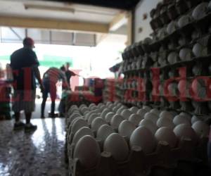 Avicultores garantizan producción de huevos