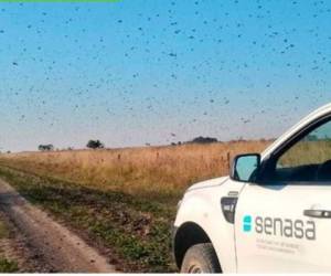 La plaga se ha desplazado ya a través de unos 1.000 kms desde que ingresó a Argentina por la provincia de Formosa.