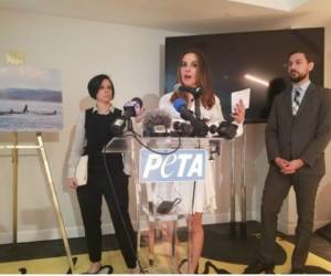 El video, publicado en inglés y español por la organización de defensa de los animales PETA, fue divulgado en una conferencia de prensa. Foto: Twitter/Peta