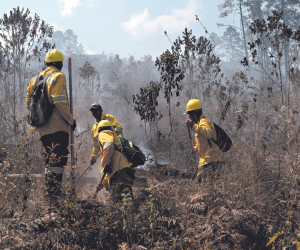 Este 2024 se aumentará el porcentaje de incendios forestales debido a que las temperaturas serán mayores.