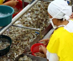 Las autoridades de la Secretaría de Agricultura y Ganadería (SAG) y de la Andah habían advertido de una caída en las exportaciones de camarón hacia México por la aplicación de esa medida.