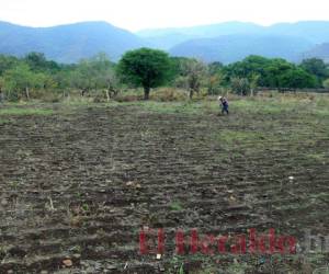 Enel corredor seco la lluvia cada vez es más escasa y las cosechas más reducidas. (Foto: Alex Pérez/ El Heraldo)