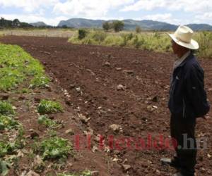 Los productores esperan que las lluvias lleguen para poder sembrar. Foto: El Heraldo