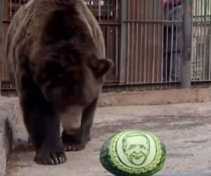 El oso se eligió la sandía con el rostro de Joe Biden.