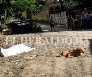 Cadáver de Silvio Ordóñez (58), a su lado su perro fiel cuidando de su amo. Foto: El Heraldo Honduras.