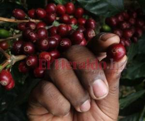 La producción de café es el rubro agrícola más importante en Honduras, generando cerca de dos millones de empleos directos. Foto: Archivo/ EL HERALDO