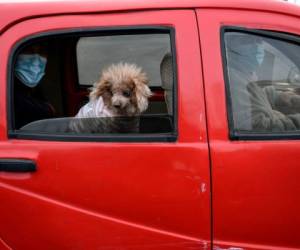 La Organización Mundial de la Salud (OMS) advirtió en su cuenta en Weibo que 'no existen pruebas de que perros, gatos u otras mascotas puedan contraer el nuevo coronavirus'. Foto: AFP