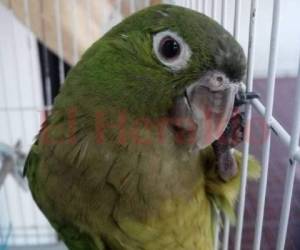 Los dueños de loros, pericos y otras aves domésticas pagaron 358.60 lempiras para registrar a su mascota en el ICF. (Foto: EL HERALDO)